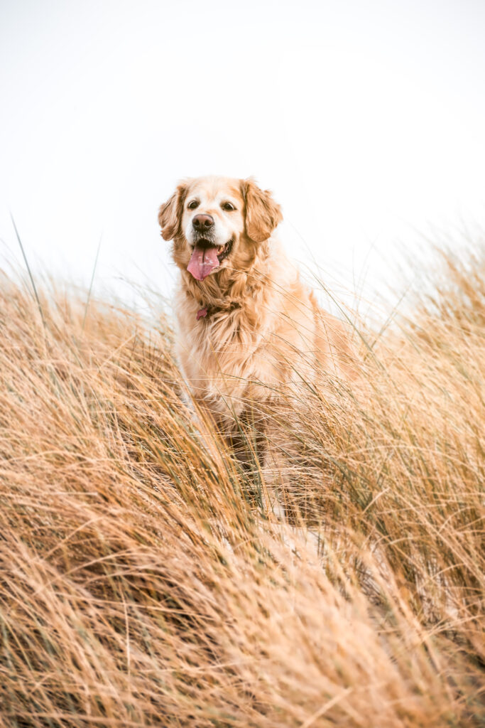 golden retriever aan de zee hondenfotograaf west-vlaanderen