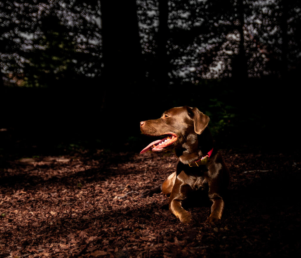 "Labrador in bos - hondenfotografie West-Vlaanderen