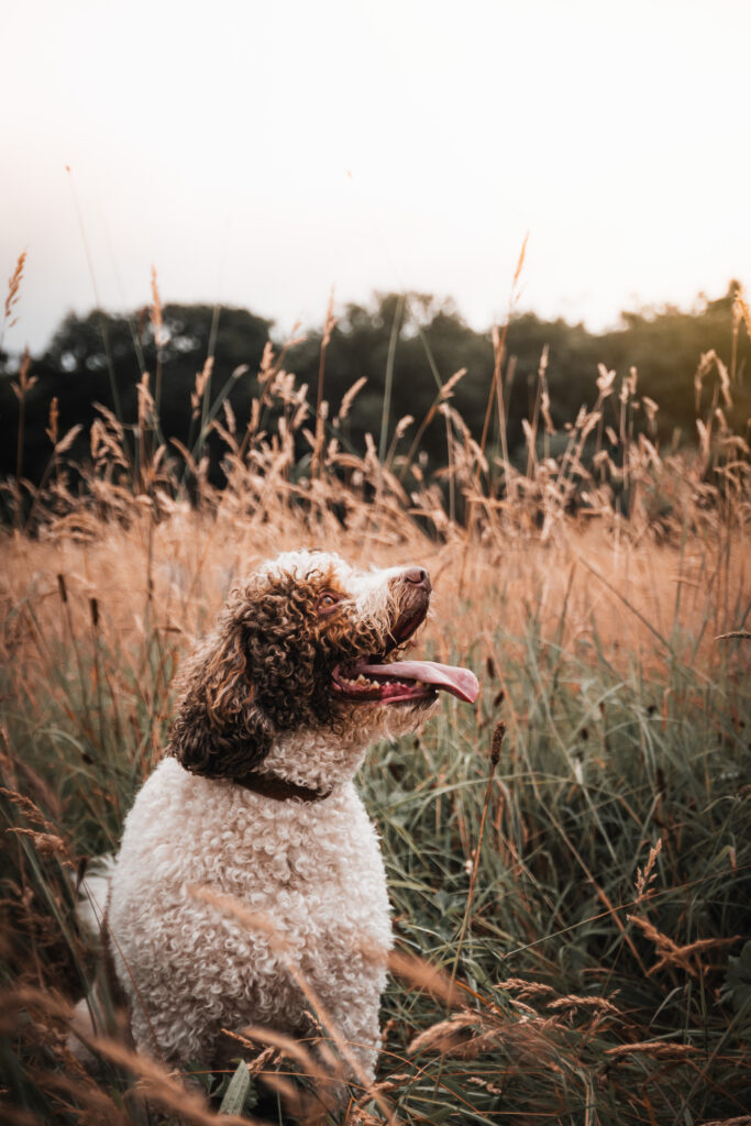 spaanse waterhond - fotgraaf van honden west-vlaanderen